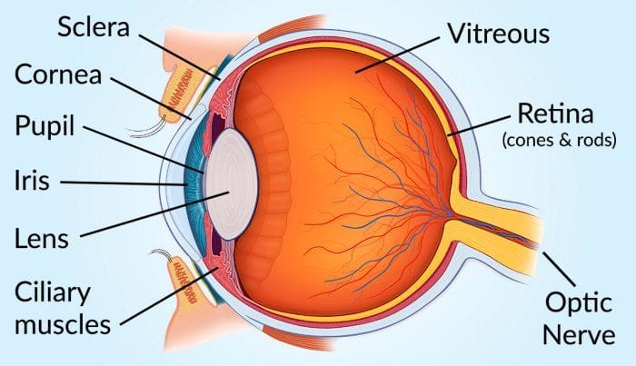 Understanding the Retina